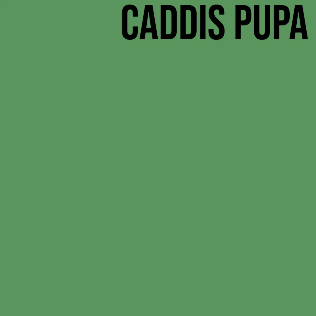 SemperFli Kapok Dry Fly Dubbing 9 SemperFli Kapok Dry Fly Dubbing