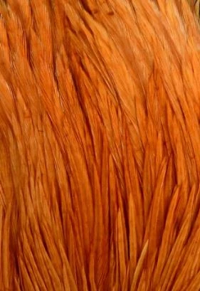 Wapsi Hackle Ewing Wooly Bugger Patch 12 Wapsi Hackle Ewing Wooly Bugger Patch