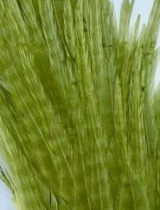 Wapsi Hackle Ewing Wooly Bugger Patch 25 Wapsi Hackle Ewing Wooly Bugger Patch