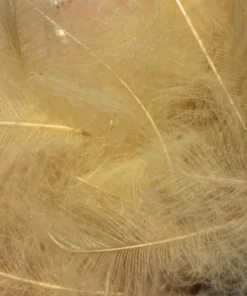 TroutHunter Premium CDC