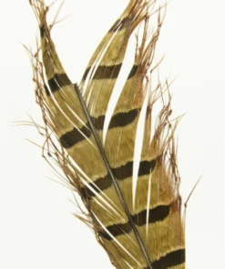 Semperfli Knotted Cranefly Legs Feathers & Marabou