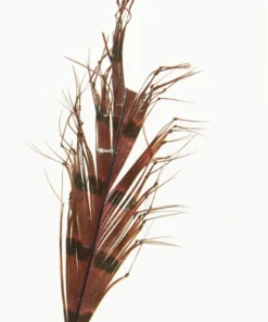 Semperfli Knotted Cranefly Legs Feathers & Marabou 6 Semperfli Knotted Cranefly Legs Feathers & Marabou