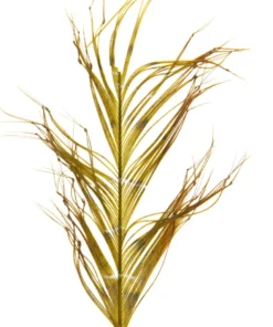 Semperfli Knotted Cranefly Legs Feathers & Marabou 7 Semperfli Knotted Cranefly Legs Feathers & Marabou