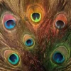 Nature's Spirit Peacock Eye Sticks Feathers & Marabou