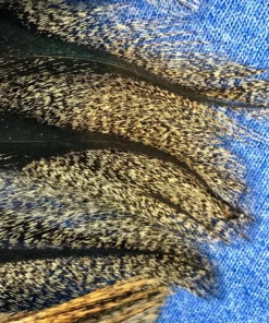 Pablo Hackle Spanish Coq De Leon