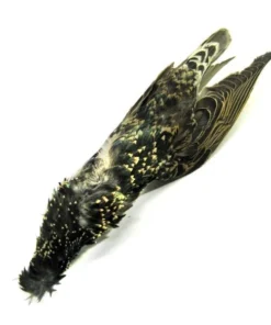 Hackle Nature's Spirit Starling Skin